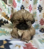 Willie, a male Shih Tzu for sale in Duff, TN – 2 of 5