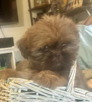 Clint, a male Shih Tzu for sale in Duff, TN – 4 of 5