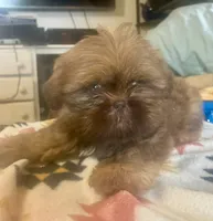 Clint, a male Shih Tzu for sale in Duff, TN – 3 of 5