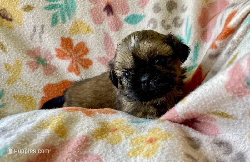 Diesel – Shih Tzu puppy for sale in Duff, TN