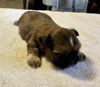 Diesel, a male Shih Tzu for sale in Duff, TN – Photo 2 of 2