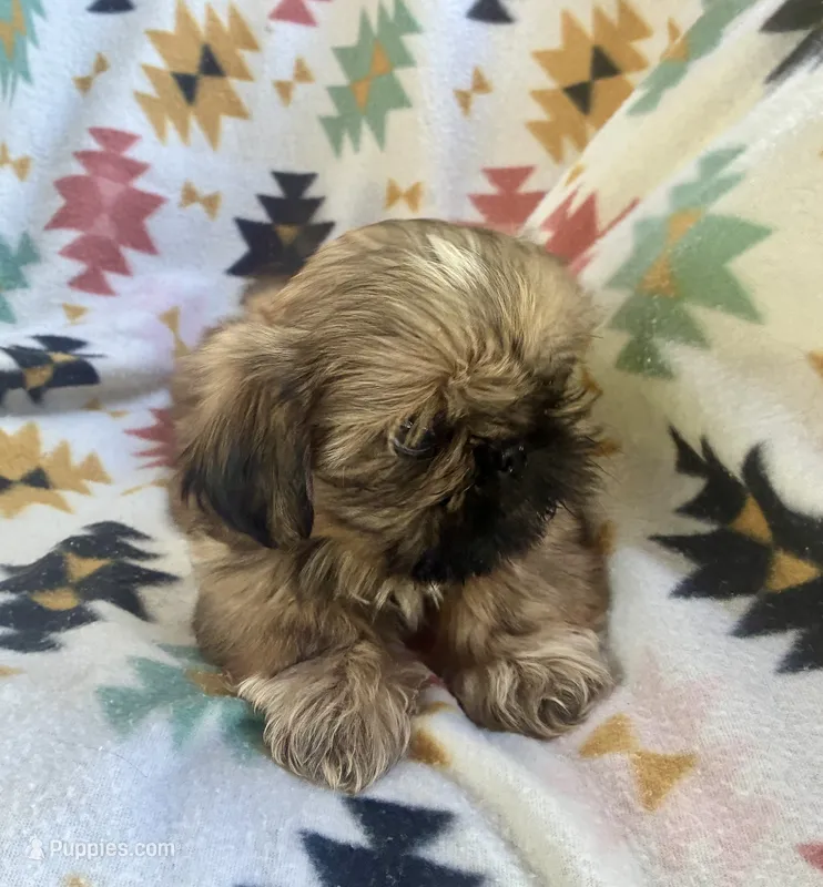 Willie – Shih Tzu puppy for sale in Duff, TN