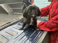 Waylon, a male Shih Tzu for sale in Duff, TN – Photo 6 of 6