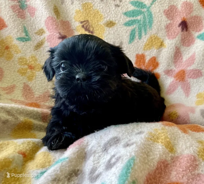 Waylon – Shih Tzu puppy for sale in Duff, TN