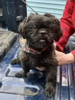 Waylon, a male Shih Tzu for sale in Duff, TN – Photo 5 of 6