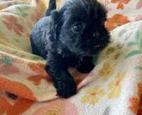 Cash, a male Shih Tzu for sale in Duff, TN – Photo 1 of 5