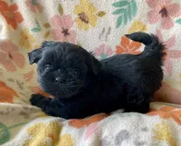 Cash, a male Shih Tzu for sale in Duff, TN – Photo 3 of 5