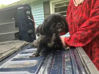 Cash, a male Shih Tzu for sale in Duff, TN – Photo 5 of 5