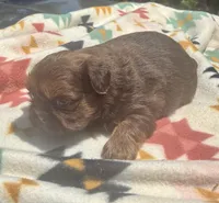 Sophie, a female Shih Tzu for sale in Duff, TN – 3 of 5