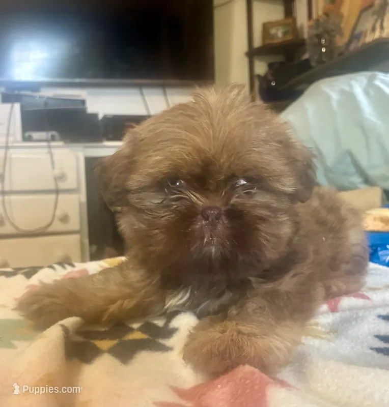 Clint – Shih Tzu puppy for sale in Duff, TN