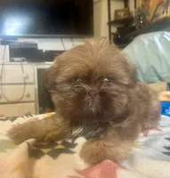 Clint, a male Shih Tzu for sale in Duff, TN – 1 of 5