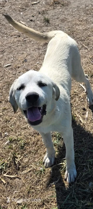 Bella – Anatolian Shepherd Dog, Great Pyrenees puppy for sale in Kingsville, MO
