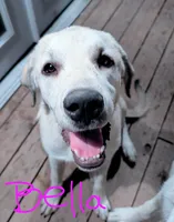 Bella, a female Anatolian Shepherd Dog and Great Pyrenees for sale in Kingsville, MO – 2 of 3