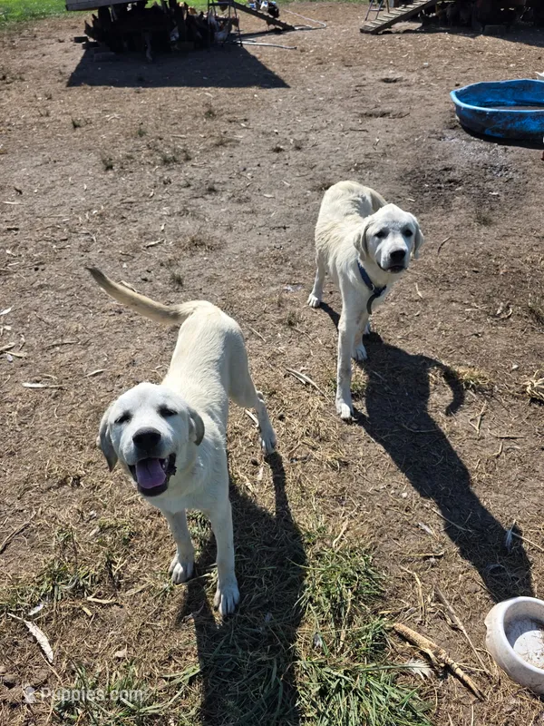 Max – Anatolian Shepherd Dog, Great Pyrenees puppy for sale in Kingsville, MO