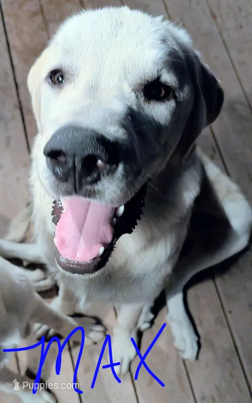Max – Anatolian Shepherd Dog, Great Pyrenees puppy for sale in Kingsville, MO
