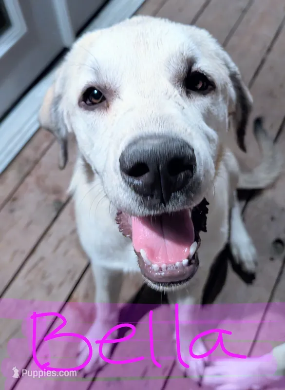 Bella – Anatolian Shepherd Dog, Great Pyrenees puppy for sale in Kingsville, MO