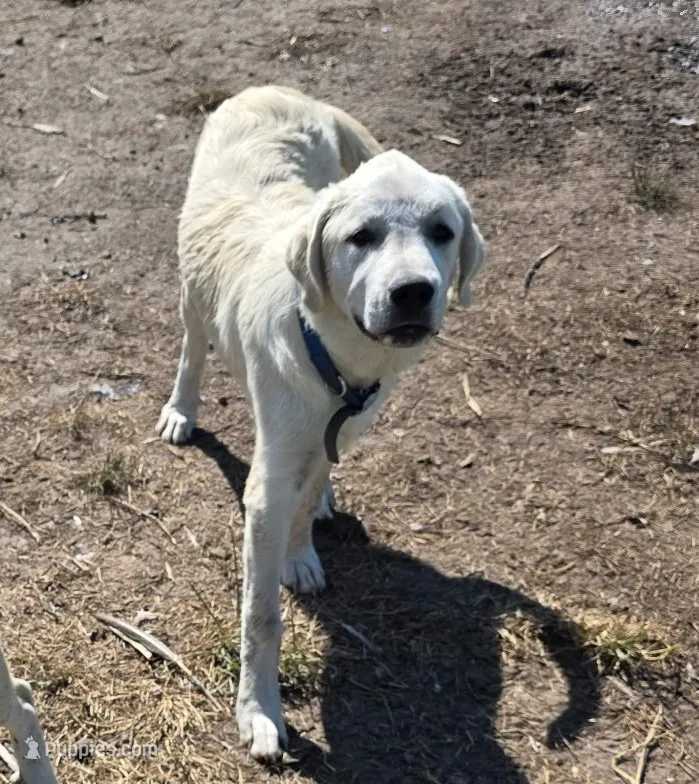 Max – Anatolian Shepherd Dog, Great Pyrenees puppy for sale in Kingsville, MO