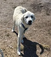 Max, a male Anatolian Shepherd Dog and Great Pyrenees for sale in Kingsville, MO – 1 of 1