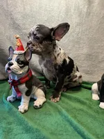 processed/f5a71f13-a99e-4d34-a58c-f5d1ed86915d/listing/e8bd29f3-3883-46b2-9ef6-28ef63e2c1ec/f40fd7ec-1eb8-427b-95f1-05ddf357cf90