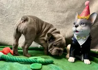 processed/f5a71f13-a99e-4d34-a58c-f5d1ed86915d/listing/eba43126-ae06-401b-9f30-c02fb0f2c87e/f50b83b1-fa7c-4296-8ee4-c9f6bf54743a