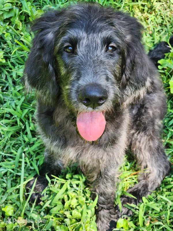 Bill – Labradoodle puppy for sale in Rapidan, VA