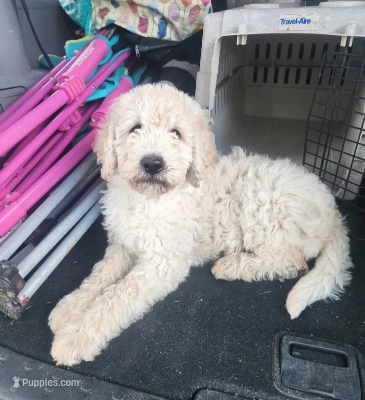 Queenie – Labradoodle puppy for sale in Rapidan, VA