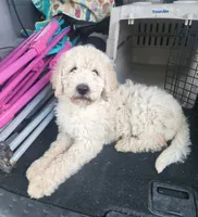 Queenie, a female Labradoodle for sale in Rapidan, VA – 1 of 2