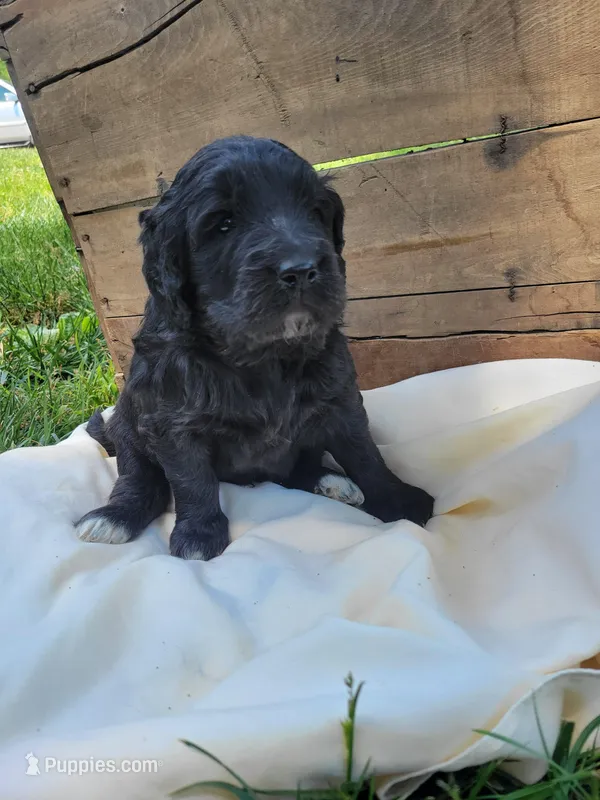 Bill – Labradoodle puppy for sale in Rapidan, VA