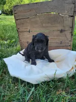 Bill, a male Labradoodle for sale in Rapidan, VA – Photo 2 of 2