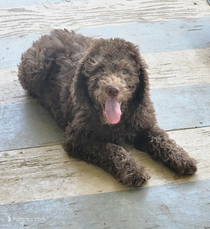 Cinnamon Roll – Labradoodle puppy for sale in Rapidan, VA