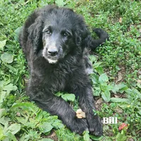Bill, a male Labradoodle for sale in Rapidan, VA – 1 of 3