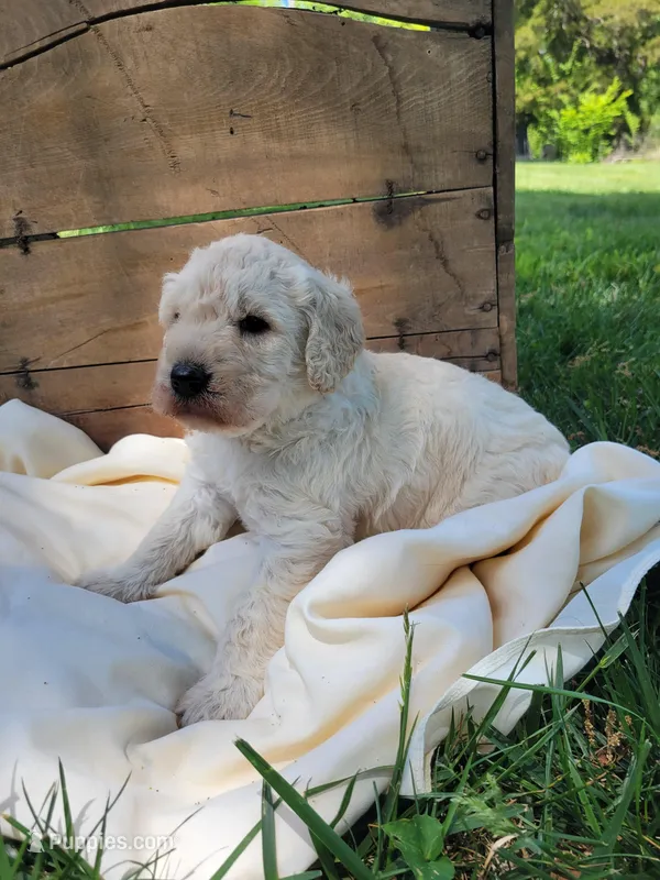 Queenie – Labradoodle puppy for sale in Rapidan, VA