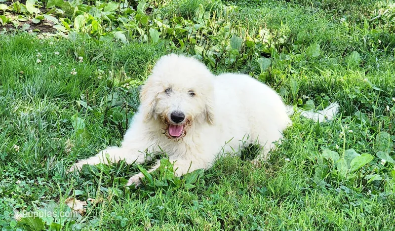 Queenie – Labradoodle puppy for sale in Rapidan, VA