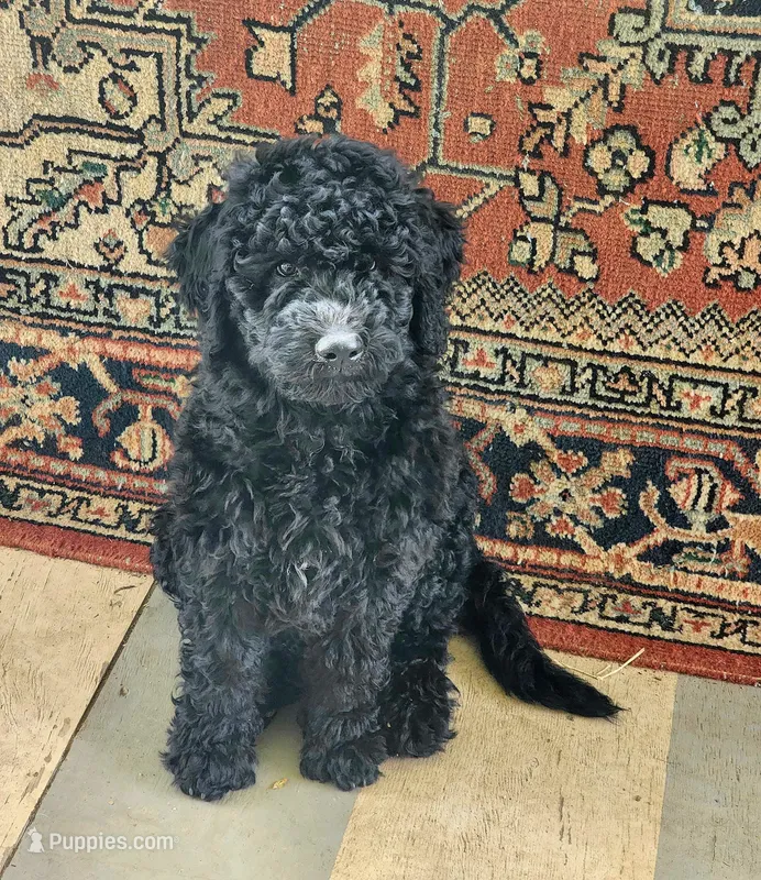 Barbett – Labradoodle puppy for sale in Rapidan, VA