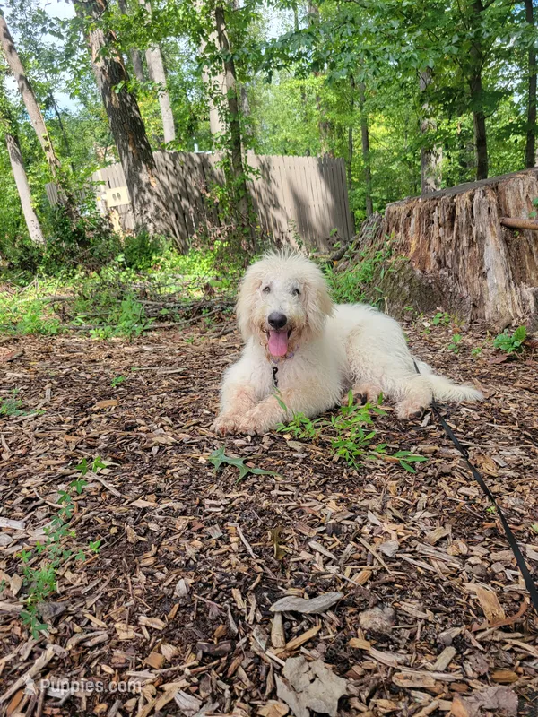 Queenie – Labradoodle puppy for sale in Rapidan, VA