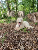 Queenie, a female Labradoodle for sale in Rapidan, VA – 1 of 4