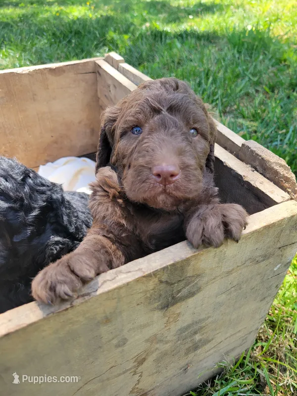 Cinnamon Roll – Labradoodle puppy for sale in Rapidan, VA