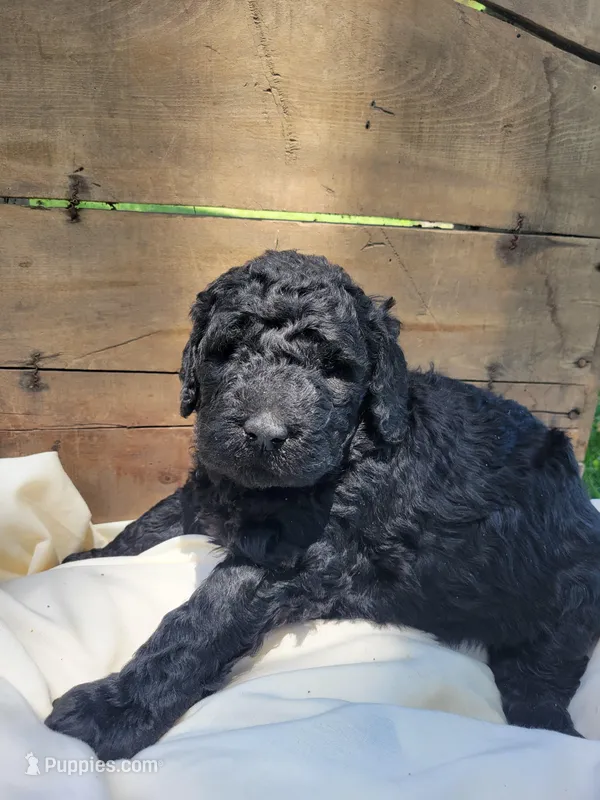 Barbett – Labradoodle puppy for sale in Rapidan, VA