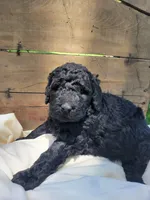 Barbett, a female Labradoodle for sale in Rapidan, VA – Photo 1 of 2