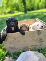 Barbett, a female Labradoodle for sale in Rapidan, VA – Photo 2 of 2