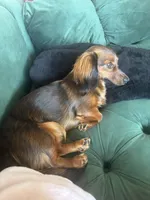 Cardínma Celenè, a female Miniature Dachshund for sale in New York, NY – 8 of 9
