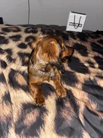 Cardínma Celenè, a female Miniature Dachshund for sale in New York, NY – 5 of 9