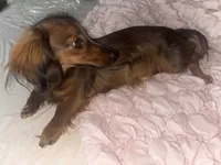 Cardínma Celenè, a female Miniature Dachshund for sale in New York, NY – 1 of 9