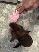 Cardínma Celenè, a female Miniature Dachshund for sale in New York, NY – 4 of 9