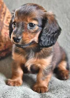 Cardínma Celenè, a female Miniature Dachshund for sale in New York, NY – 7 of 9