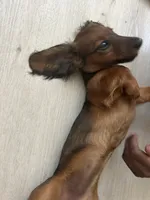 Cardínma Celenè, a female Miniature Dachshund for sale in New York, NY – 9 of 9