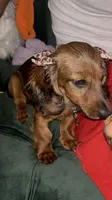 Cardínma Celenè, a female Miniature Dachshund for sale in New York, NY – 6 of 9