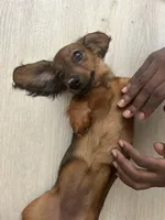Cardínma Celenè, a female Miniature Dachshund for sale in New York, NY – 2 of 9