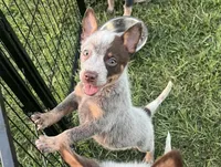 Joy, a female Australian Cattle Dog for sale in Hockley, TX – 2 of 3