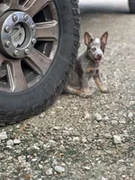 Joy, a female Australian Cattle Dog for sale in Hockley, TX – 3 of 3